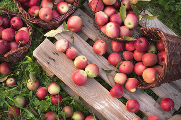 Red apples  in baskets and boxes on the  green grass in autumn orchard.   Apple harvest and picking apples on farm in autumn.