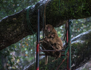 Monkeys in Chiang Rai (Thailand)