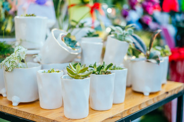 Beautiful succulent plants at the pots. Spotted on the flower market.