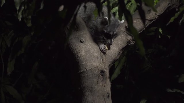 Raccoon in a tree takes the bait and eats a cracker