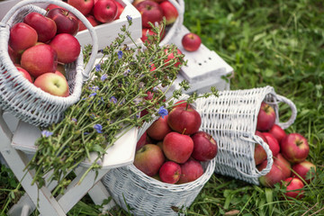 Red apples  in baskets and boxes on the  green grass in autumn orchard.   Apple harvest and picking apples on farm in autumn.