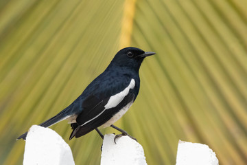 Oriental Magpie-Robin (Copsychus saularis) race 