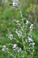 In the meadow blossoms ononis