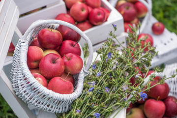 Red apples  in baskets and boxes on the  green grass in autumn orchard.   Apple harvest and picking...