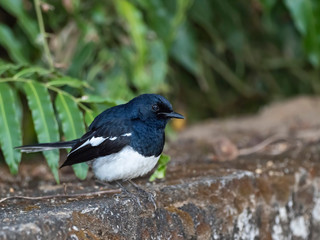 Oriental Magpie-Robin (Copsychus saularis) race 