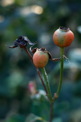 background of green leaves