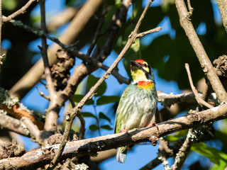 Coppersmith Barbet (Megalaima haemacephala) race 