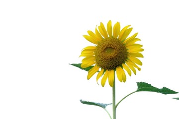 A single yellow sunflower with a green leaf on white isolated background 