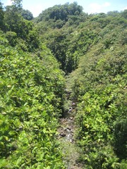 Hawaii nature plants and woods