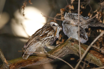 Tawny Owl (Strix aluco)