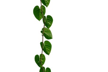 Ivy plant with leaves on white isolated background for green foliage backdrop 