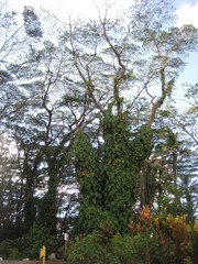 Hawaii nature plants and woods