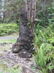 Hawaii nature plants and woods