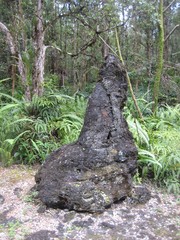 Hawaii nature plants and woods