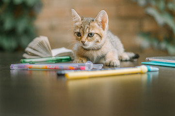 Back to school. Cute kitten and notebooks, pens, pencils, eraser. A little book in the background.