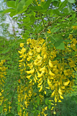 Wisteria flowers with yellow petals on a branch with green leaves