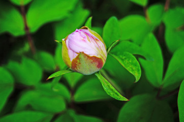Bud of pink peony on a bush with green leaves