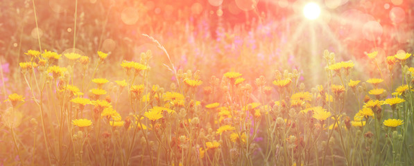Obraz na płótnie Canvas flowering yellow field flowers, pink light morning field