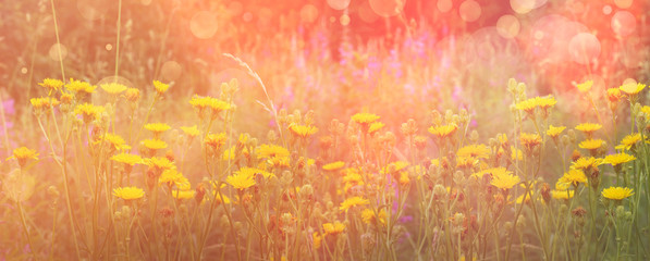 flowering yellow field flowers, pink light morning field