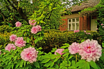Bushes of fluffy pink peonies near the house on a summer day