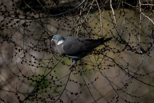 Paloma torcaz - Columa Palumbus