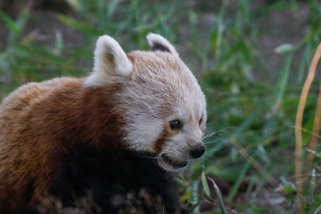 Panda Rojo