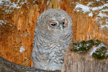 Tawny Owl (Strix aluco)