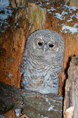 Tawny Owl (Strix aluco)