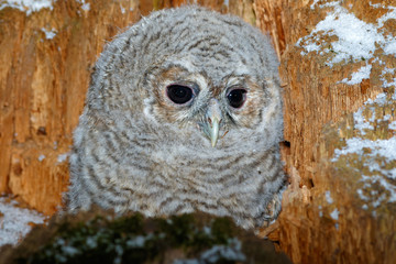 Tawny Owl (Strix aluco)