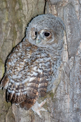 Tawny Owl (Strix aluco)