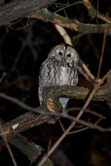 Tawny Owl (Strix aluco)