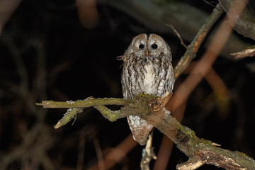 Tawny Owl (Strix aluco)