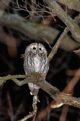 Tawny Owl (Strix aluco)