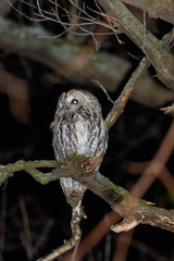 Tawny Owl (Strix aluco)