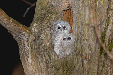 Tawny Owl (Strix aluco)