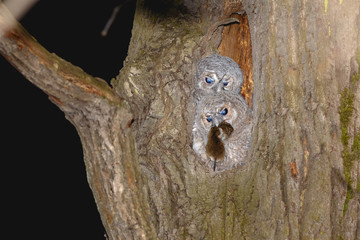 Tawny Owl (Strix aluco)