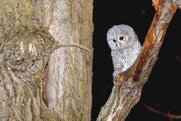 Tawny Owl (Strix aluco)