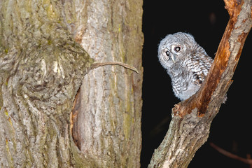 Tawny Owl (Strix aluco)