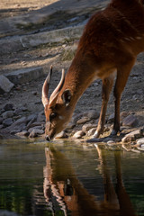 Sitatunga macho junto a un lago
