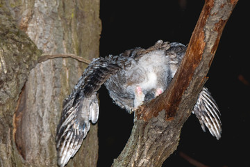 Tawny Owl (Strix aluco)