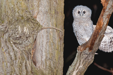 Tawny Owl (Strix aluco)