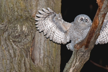 Tawny Owl (Strix aluco)