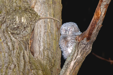 Tawny Owl (Strix aluco)