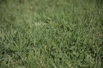 Grass from close