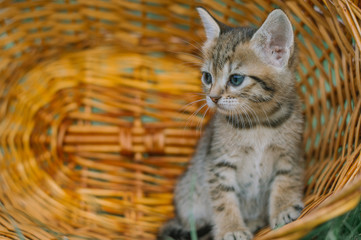 Cute fluffy kitten in the basket.