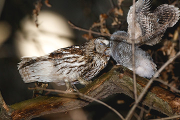 Tawny Owl (Strix aluco)