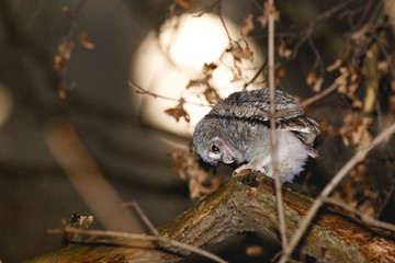 Tawny Owl (Strix aluco)