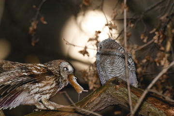 Tawny Owl (Strix aluco)