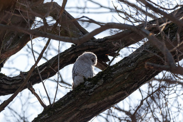 Tawny Owl (Strix aluco)