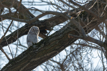 Tawny Owl (Strix aluco)